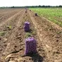 картофель оптом от 20 тонн. в Кирове и Кировской области