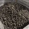 cеменной картофель от производителя в Кирове 2